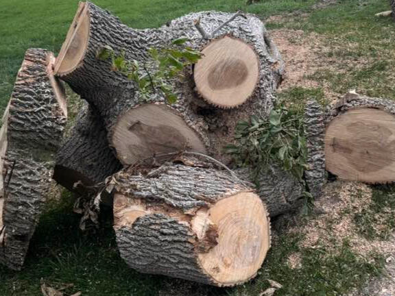 Firewood