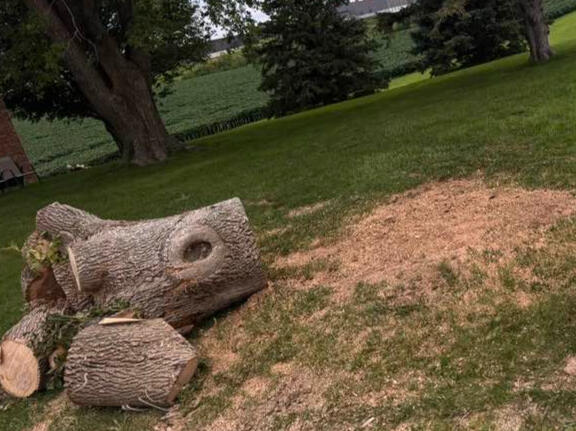 Tree Leftovers